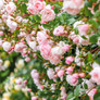 The Generous Gardener® English Rose Flowering