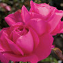 Miss All-American Beauty Hybrid Tea Rose Blooming