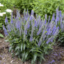 Magic Show® Ever After Spike Speedwell Flowering