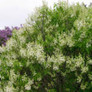 Healthy Primrose Lilac Tree