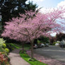 Eastern Redbud Tree Growing in  the Landscaping