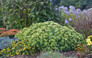 Rock N Grow Lemonjade Stonecrop Sedum in Landscape