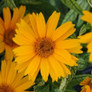 Sunstruck False Sunflower Blooms Close Up