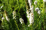 Alba Gayfeather Plants Flowering in the Sunlight