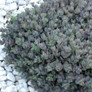SunSparkler® Dazzleberry Stonecrop Sedum Leaves