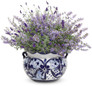 Cats Meow Catmint with Purple Flowers in Pot