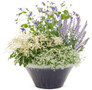 Chantilly Lace Goatsbeard in Container with other plants