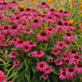 Butterfly Purple Emperor Coneflower with Magenta Purple Blooms