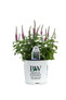 Magic Show Pink Potion Spike Speedwell in Proven Winners Pot