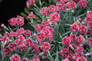 Fruit Punch Black Cherry Frost Pinks Dianthus