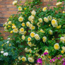 The Pilgrim Climbing Rose Blooming on the Wall