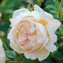 Wollerton Old Hall English Rose Blooming