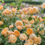 Roald Dahl Rose Blooming