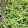 Plant Gold Standard Hosta Growing at a Business