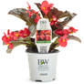 Surefire® Cherry Cordial Begonia Blooms and Leaves