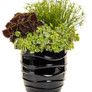 Graceful Grasses® Queen Tut™ Dwarf Egyptian Papyrus in Combination Planter