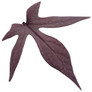 Proven Accents® Illusion® Penny Lace Sweet Potato Vine Leaf Close Up