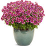 Aromance® Mulberry™ Nemesia Flowering in Freestanding Pot