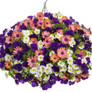 Bright Lights™ Horizon™ Sunset African Daisy Flowering in Combination Planter