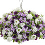 Supertunia Mini Vista® Midnight Petunia in Hanging Basket