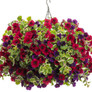 Proven Accents® Variegated Swedish Ivy in Hanging Basket