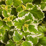 Proven Accents® Variegated Swedish Ivy Leaves Close Up