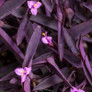 Proven Accents® Purple Queen Spiderwort Blooming