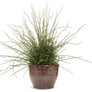 Graceful Grasses® Curly Wurly Corkscrew Rush in Garden Planter