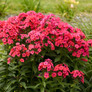 Luminary™ Sunset Coral Tall Garden Phlox Flowering