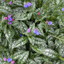 Pink a Blue Lungwort Flowers and Leaves