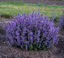 Cats Pajamas Catmint with Purple Blooms in Landscaping