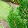 Cedar Rapids™ False Cypress Leaves Close Up