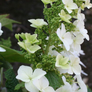 Common Oakleaf Hydrangea Flowers