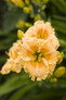 Rainbow Rhythm Orange Smoothie Daylily Orange Blooms Up Close