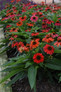 Lakota Fire Coneflower with Red Blooms