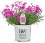Paint the Town Fuchsia Pinks Dianthus in Proven Winners Pot