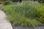 Garden Border Of Common Blue Grama Grass