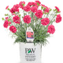 Fruit-Punch-Raspberry-Ruffles-Pinks-Dianthus-in Branded-Pot