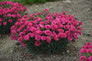 Fruit Punch Raspberry Ruffles Pinks Dianthus Blooming