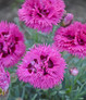 Fruit Punch Spiked Punch Pinks Dianthus with Pink Blooms