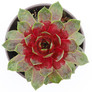 healthy sempervivum chick charms giant steel appeal hens and chicks