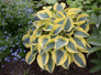 Shadowland Autumn Frost Hosta in Landscaping