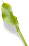 Shadowland Wheee Hosta Leaf Up Close