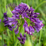 Purple Ever Amethyst Agapanthus Flowers Main
