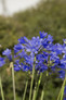 Little Blue Fountain Agapanthus Flowers Up Close