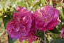 October Magic Rose Camellia Flowers