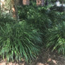 Large Super Blue Liriope Plants in the Shade Garden