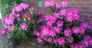 Southgate Breeze Rhododendron in the garden