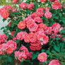 Coral Drift Rose Bush Covered in Flowers Main