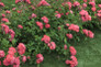 Coral Drift Rose Shrub Hedge Blooming